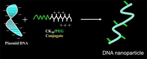 Development and understanding of nucleic acid nanoparticles for human gene therapy-visual1-500-image1 Development and understanding of nucleic acid nanoparticles for human gene therapy-visual1-500-image1